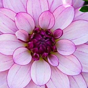 Meet your Posher, Bea